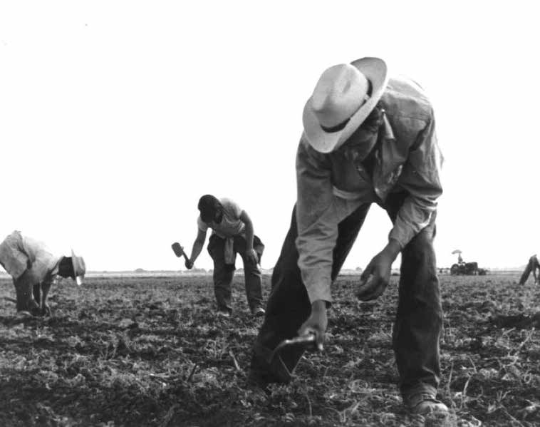 Immigrants working in fields